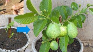 How to grow guava to produce more fruit