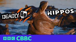 HIPPOS on Deadly 60 | CBBC