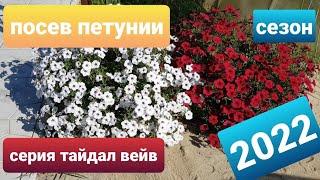 Посев семян петунии /Сезон 2022/Сею проф. семена петуний серии тайдал, опера суприм, изи вейв