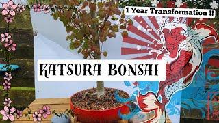 *Rare* Katsura Bonsai!