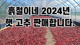 2024년 흙철이네 햇고추 판매합니다!(향미 증정이벤트)