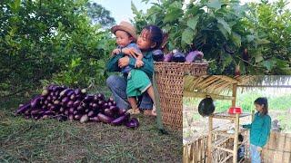 Single mom and son harvest eggplants and build new kitchen cabinets, farm life -NG Thuy