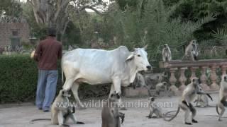 Mandore in Jodhpur: langurs being fed, and along comes a cow