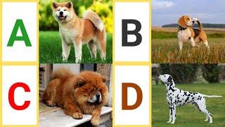 A to Z Dog Breeds| A to Z Dogs with pictures & video | ABC Dog breeds with pronounciation | ABC Dogs