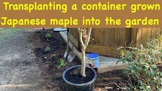 Transplanting a container grown Japanese maple into the garden