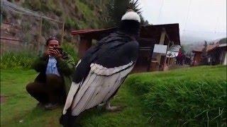 Peru Kondor  Andean Condor - Cuzco Dec. 2014