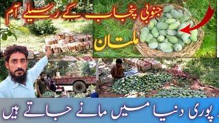 World Famous Pakistani Mangoes | village life  pakistan| Mango | Usmania Vlog | Village  punjab