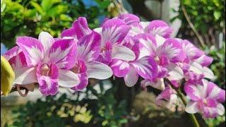 Vườn lan Lê Ngọc đang phát trực tiếp!