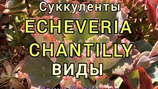 Эхеверия Шантили (echeveria Chantilly). Виды. Вопросы к подписчикам.