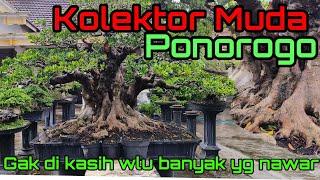 Bonsai picus elegan prospek juara proses di pot