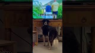 Monty loves a bit of TV especially when there’s a dog involved. #canine #bordercollie #collies #dog