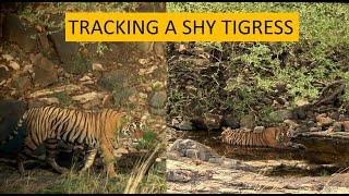 Tracking a shy and elusive tigress in zone-6 of #ranthamborenationalpark | 4K video