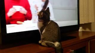 テレビ好き猫