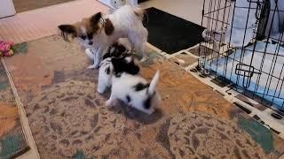 Papillon puppies 6 weeks old