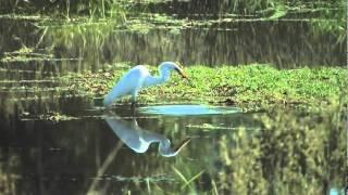 The Murray-Darling Freshwater Research Centre (MDFRC)