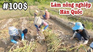 Thu Hoạch Tỏi - Làm Nông Nghiệp Ở Hàn Quốc | HỢP HÍ TV