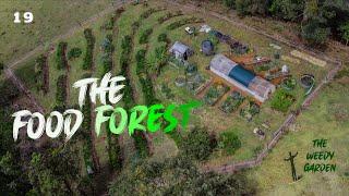 THE FOOD FOREST - How I planned, planted and protect my food forest
