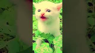 Cute funny Video Cute Kittens Pets Kittens by nadeem Tv 2023 #shorts