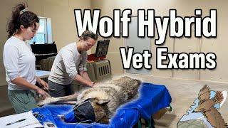 Our Wolf Hybrids Got Their First Vet Visit