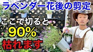 【実演5パターン】ラベンダーはこの位置で切らないと来年咲きません　　　　　　　【カーメン君】【園芸】【ガーデニング】【初心者】