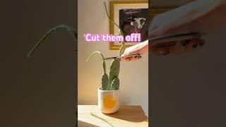 But seriously, if your cacti looks like this it’s not getting enough SUNLIGHT #CutThemOff