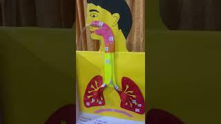 Lung model for science exhibition || Human Respiratory system working model