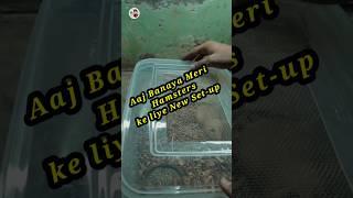 How to Make Hamster Breeding set-up