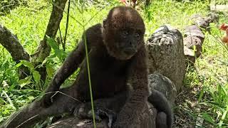 Beautiful Baby Monkey in Orellana, Ecuador