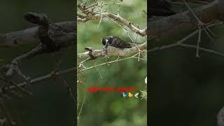 The white-throated fantail