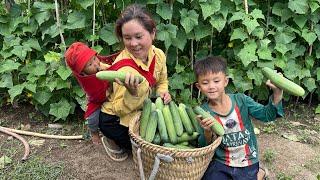 Mother and son pick cucumbers to sell at the market to earn money _ Lý Tiểu Hy