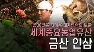 “세계중요농업유산 금산 인삼”을 소개합니다.