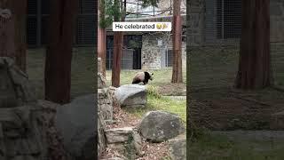 And he sticks the landing!     : mvmntmanifesto / TikTok  #dc #panda