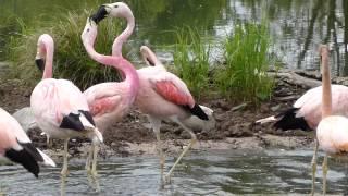 Andean flamingo fight