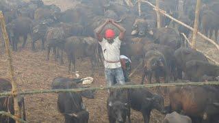 Nepal's mass animal slaughter begins despite outcry | AFP