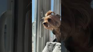 Yorkie Barking