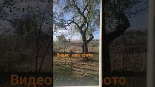 Видео или фото