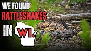 We Found WILD Rattlesnakes in Wisconsin!