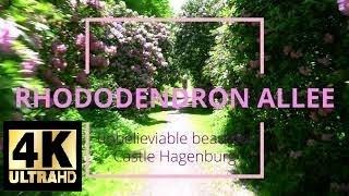 most beautiful places in germany 4K | Schlosspark Hagenburg | Rhododendron Allee