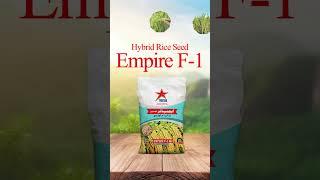 Hybrid Rice seed #tristar  #seeds #cottonseeds #cottonproduction #food