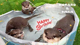 Otters Geburtstagsparty: Freunde, Spaß und ein Festmahl mit frischem Fisch!