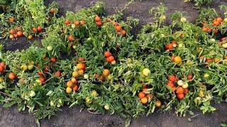 Самый урожайный сорт томата в открытом грунте в нашем хозяйстве - САНЬКА. Обзор сорта.