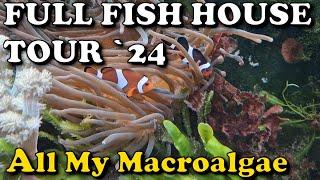 Full Macroalgae Fish House Tour | Reef Tank | PlantedReef