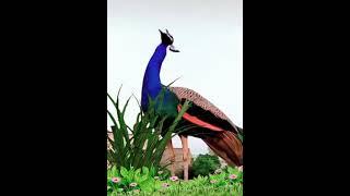 Peacock Sound | Peacock call (HD) #shorts #peacock#youtube #trending #viral #tiktok#relax #india 