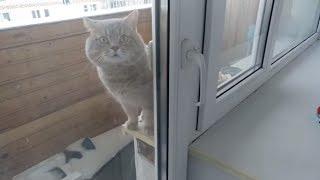 FUNNY CAT ASKS TO OPEN THE DOOR