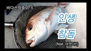 제주 타이라바 인생고기 터졌다!!!! 도시어부 보다 바다선장 중이~ -jeju tairubber. jeju skipper.