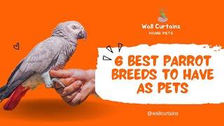 6 Best Parrot Breeds to Have as Pets | Most Popular Talking Pet Birds