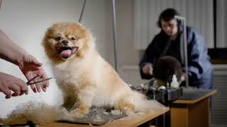 Groomer's Choice Tips for Franchise Marketing