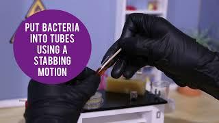 MicroLab - Media Testing Bacteria