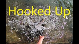 Catching a Apex Predator #fish #outdoors #river #fishing #browntrout #trout #jigging