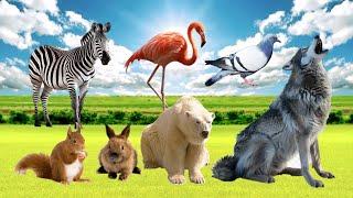 Bustling Animal World Sounds Around us: Wolf, Rabbit, Pigeon, Polar bear, Zebra, Squirrel, Flaminggo